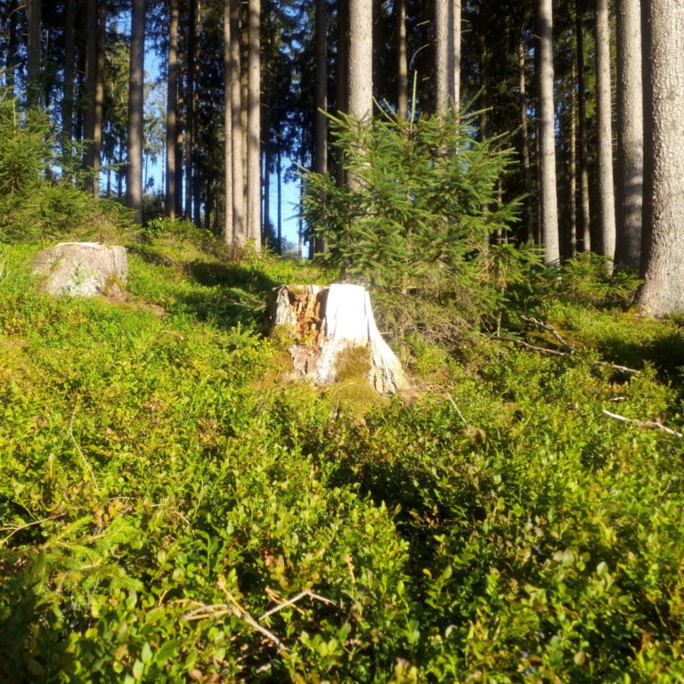 Folge 12 – Am Blaubeerhang im Wald